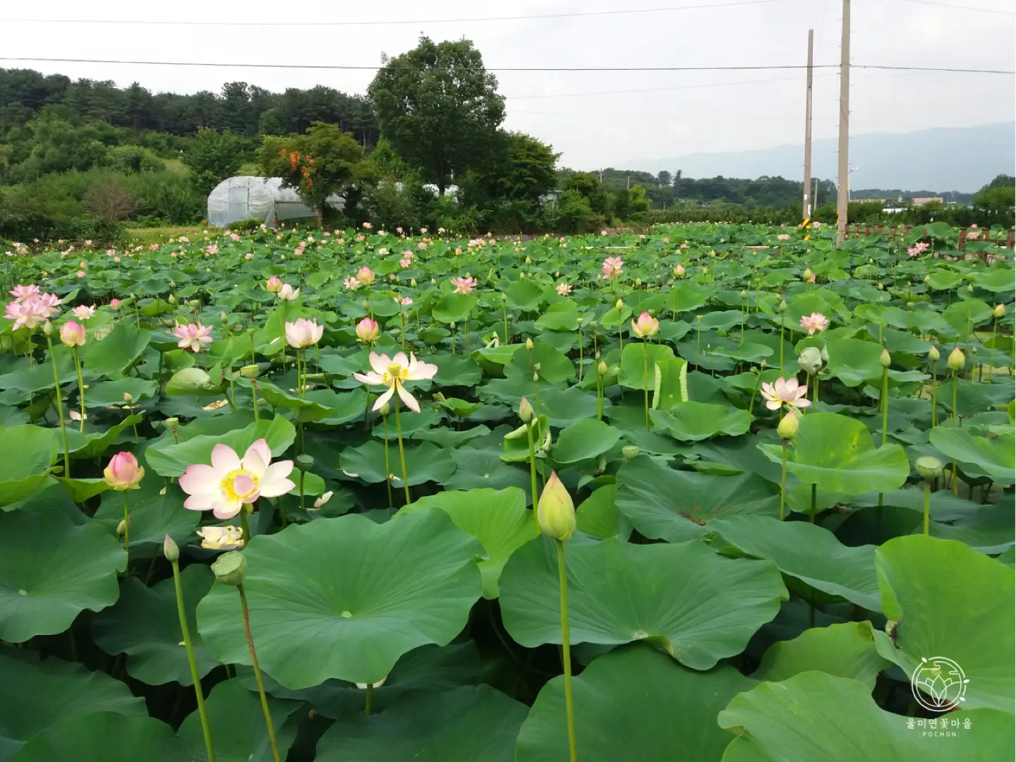 울미연꽃마을 - 체험마을 관련 체험장소 및 시설 이미지